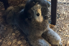 Saucy (Retired)