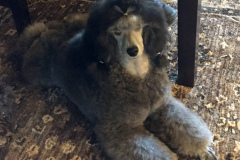 Saucy (Retired)