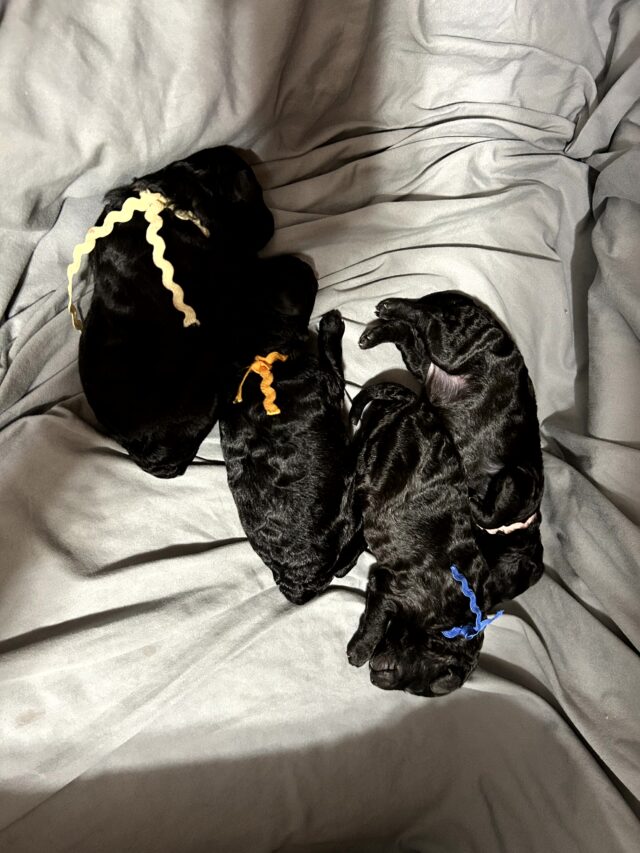 Harpers Puppies