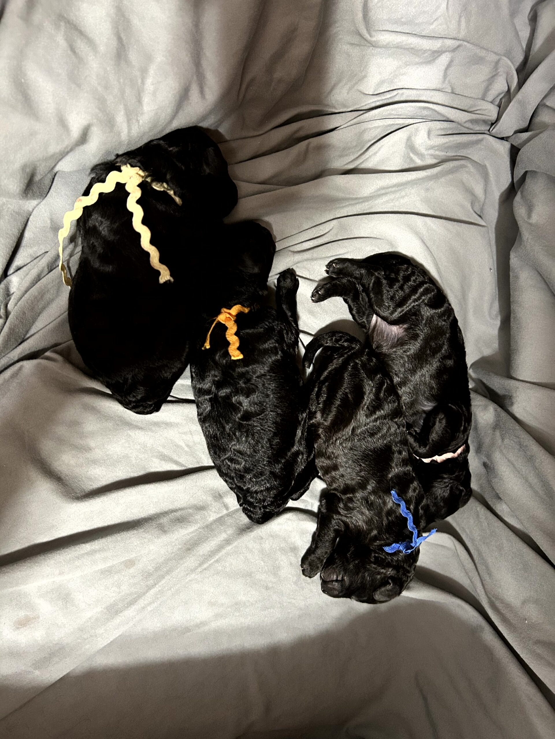 Harpers Puppies